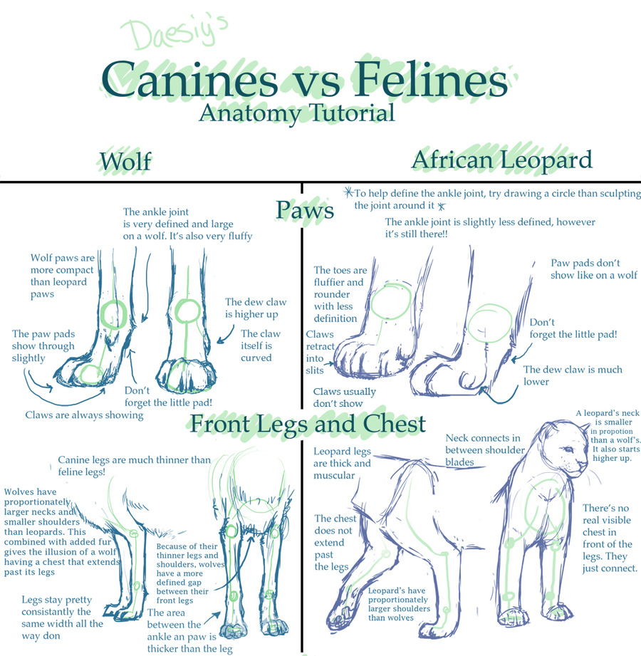 helpyoudraw:  Canine v. Feline Anatomy Tuts by Daesiy from DeviantArt 