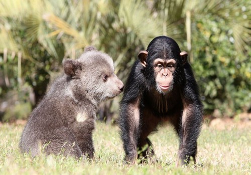 wonderous-world:  Five-month-old grizzly bear Bam Bam and 16-month-old chimpanzee