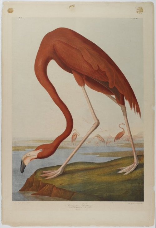 American Flamingo, 1864, John James Audubon