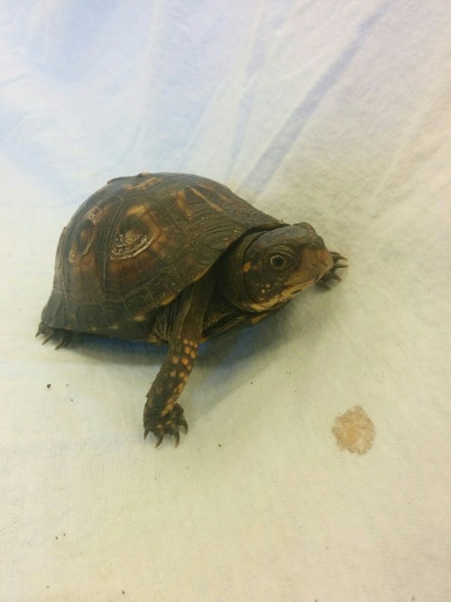 Two Eastern Box Turtles hangin’ out. Boxy is a male that is at least 40 years old, and Minerva