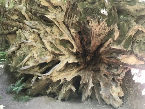 flora-file:Fallen Trees (by flora-file)Redwood Rootballs at Founder’s Grove, Humboldt