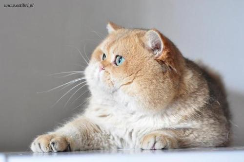 scottishstraight: Handsome chubby cat! © “EstiBri PL” cattery @foolishandfurious We