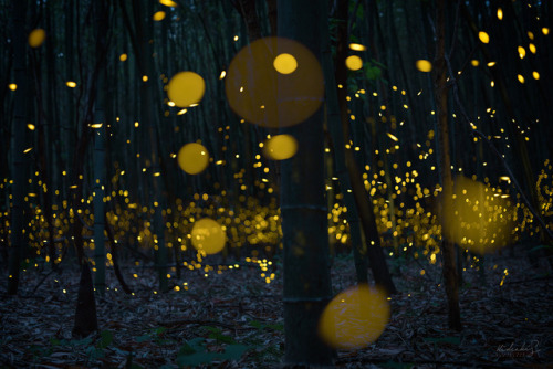 [ Dancing lights ] Taken at Kyoto, Japan. 京都府にて。