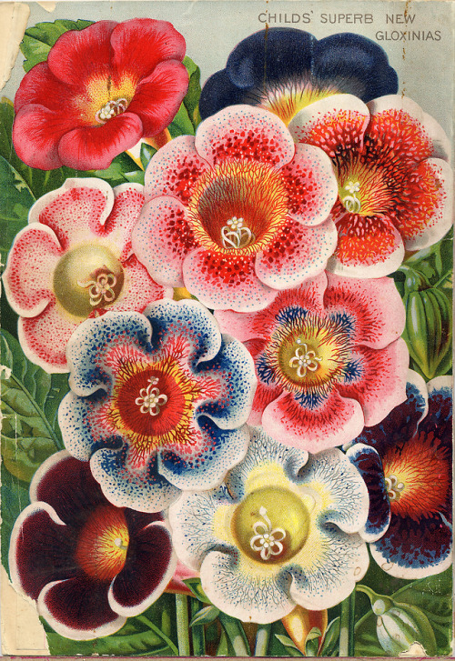 smithsonianlibraries: Florals? For Spring?Groundbreaking. (1)   John Lewis Childs. 18