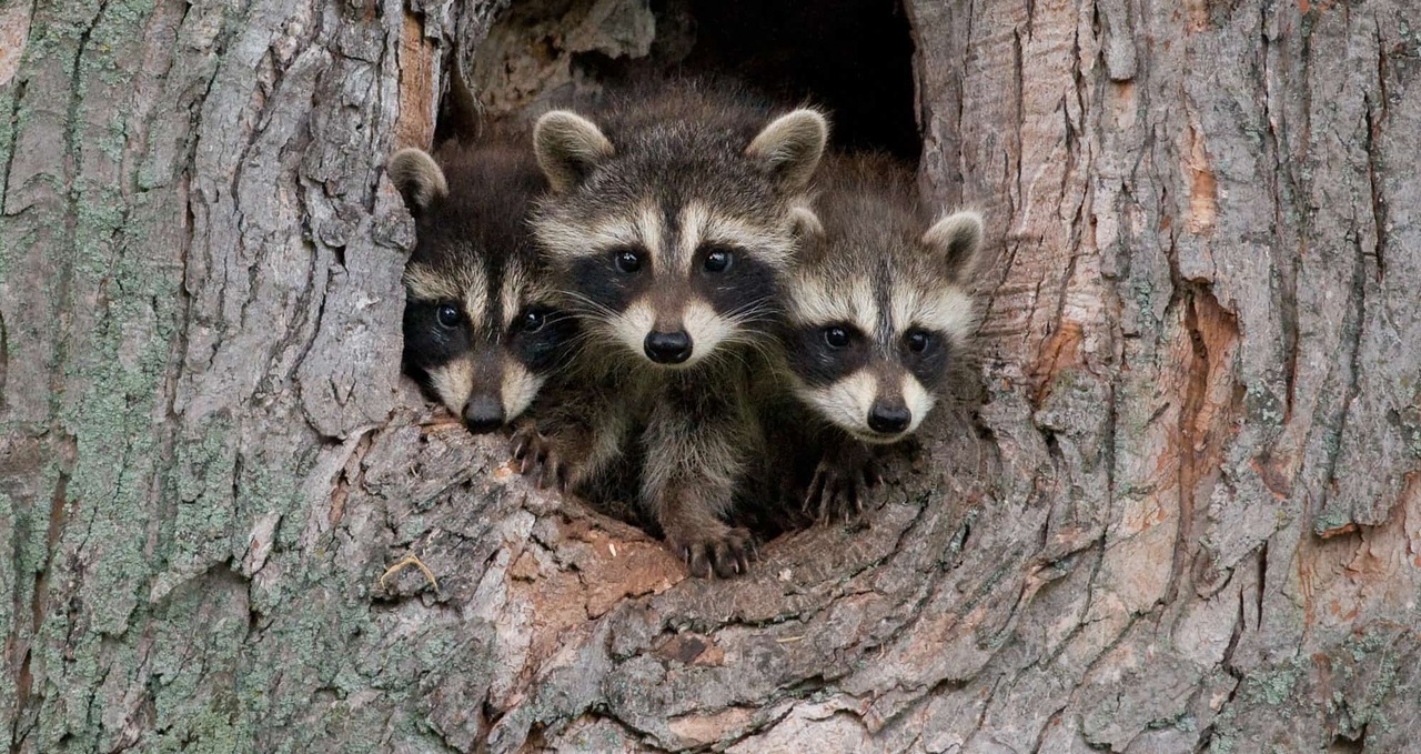 possumoftheday:  Today’s Possum of the Day has been brought to you by: A weird
