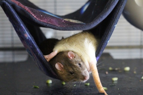rattitude:  Weird sleeping positions. Every rat owner knows them :DReglog and add photos of your ratties. I need some cuteness to cheer me up :-) 