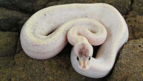 mcsprinkles:An early b-day present for myself! Meet Tenebron :)