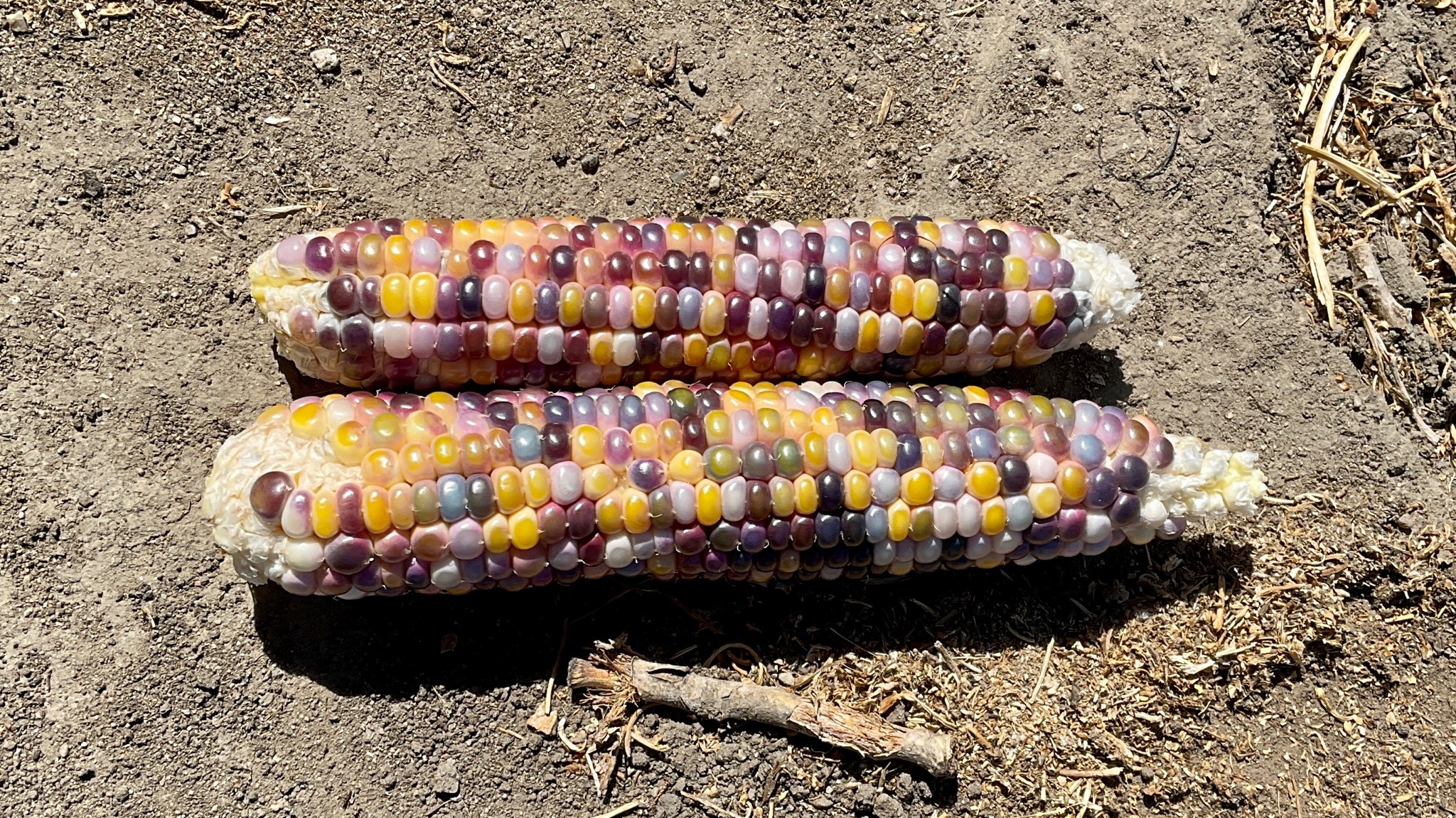 Two ears of corn set on the ground, with kernels in colors from yellow to red to blue.