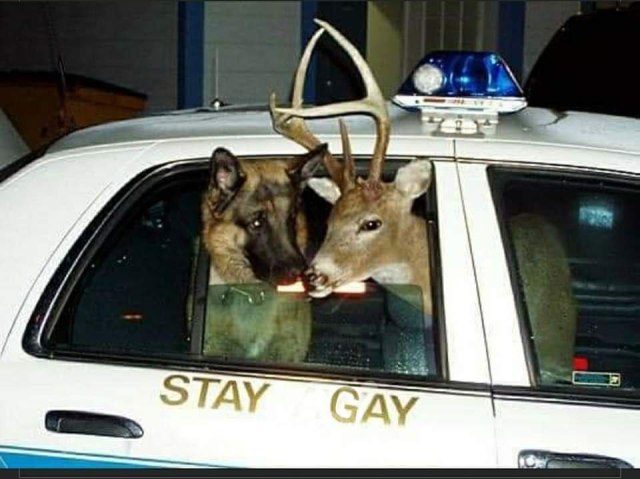 Photograph of a german shepard and a white-tailed deer stag poking their heads out of the rear window of a cop car for some reason. The photo is grainy and neither animal looks distressed, though their noses are almost touching. Below them, the cop door appears to say "Stay gay" in bold gold letters. Though this could be because the camera light erodes the other letters or because the other letters have been worn off.