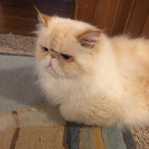 Still not allowed in the bedroom. #fluffypantsdaily #siouxsie #persian #himalayan #cat #catsoftumblr