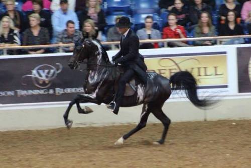 itsdetachable:mango-pup:all-the-horses:DA Remote ControlTriften x DA AddictionPartbred Arabian,