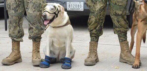 ahorrorstorycircle:  karlrincon:  This is “Frida”, she has saved 52 people so