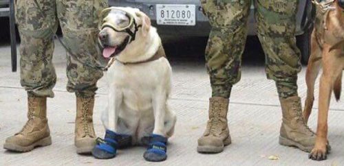 karlrincon:This is “Frida”, she has saved 52 people so far in Mexico’s Earthquake.A rescue dog who’s