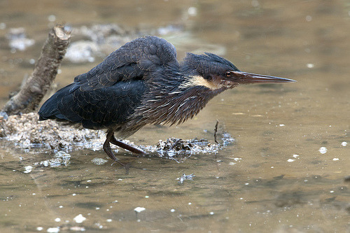 fairy-wren:Black Bittern. Photos by KS Kong
