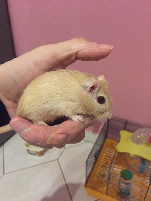 loreillustrated:I’ll be adopting 2 gerbils and I just got some pictures of them and look!!!! they’re