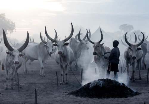 palm:  Long horns cows in a Mundari tribe camp gathering around bonfires to repel mosquitoes and fli