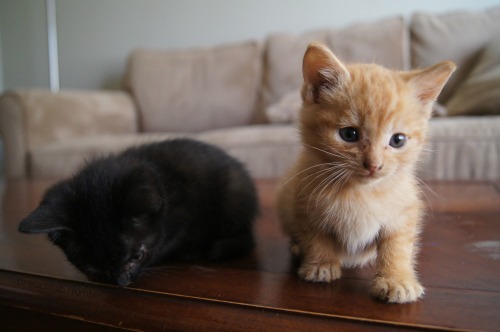 unchanges:  my kittens are so frickin cute i just 
