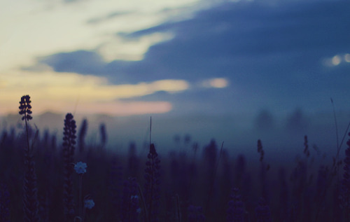 definitelydope: wisps (by austheia)