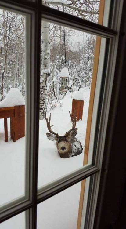 bossyheifer:May I bother you for a cup of dried corn?