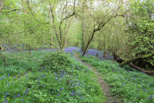 geopsych: rattystarlings: blue carpet I fall for those UK bluebell woods pictures every time.