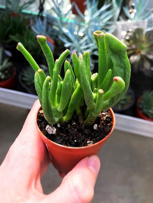 seattlesucculents - Today I acquired this sickly looking Gollum...