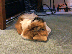 thedailyguineapig:  tootricky:  sleepy sleepy guinea pig u__u zZZ  OMG, piggy is