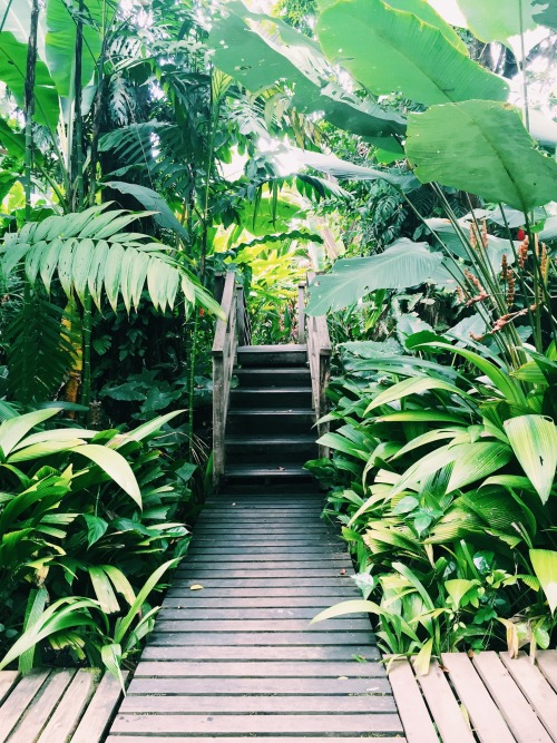 theadventurechild: Jungle/tropical blog