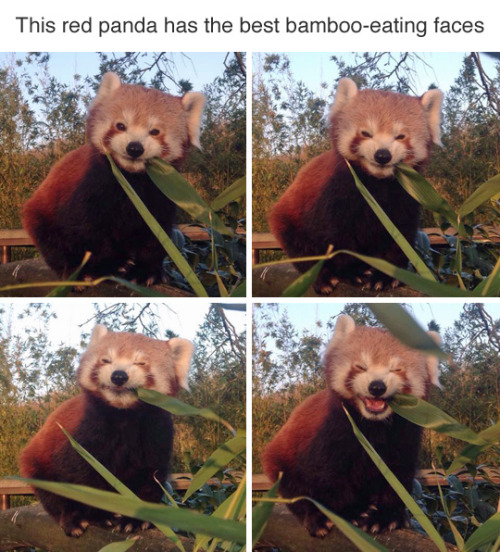 wordsbetweenthelines:tastefullyoffensive:(via condescendingroman)[four photos of a red panda eating 