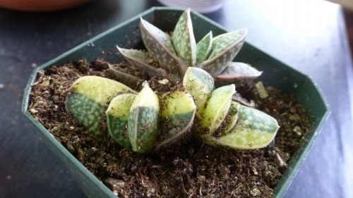 Gasteria.  What a cutie! Maybe I should dig up a soft toothbrush or paintbrush or something to tidy 