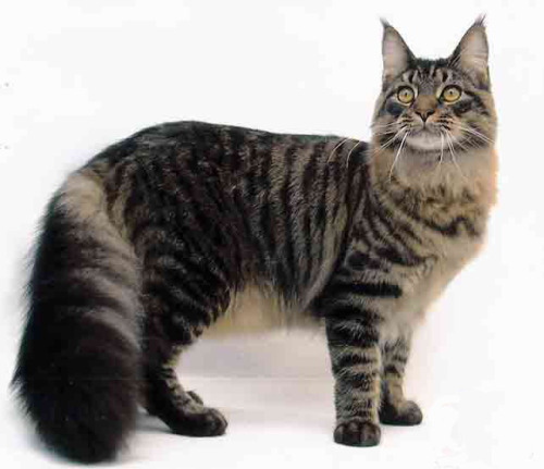 Like and reblog if you like Maine Coons!