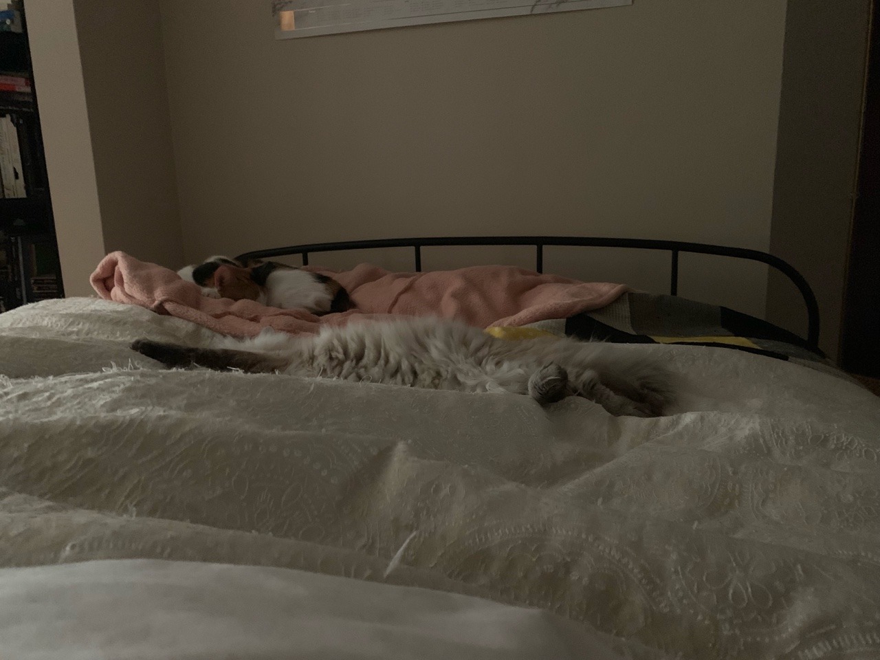 catsuggest:  Gavroche suggest: spréad.
