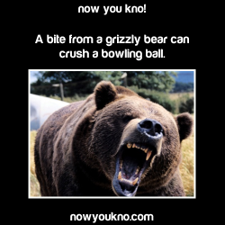 bestofnowyoukno:  despondentgrizzly:  flight-freedom:  nowyoukno:  Now You Know (Source)  Now You Know: Don’t fuck with grizzly bears.  Was it ever suggested that we should fuck with grizzly bears?  Have you seen this scene in Super Troopers? 