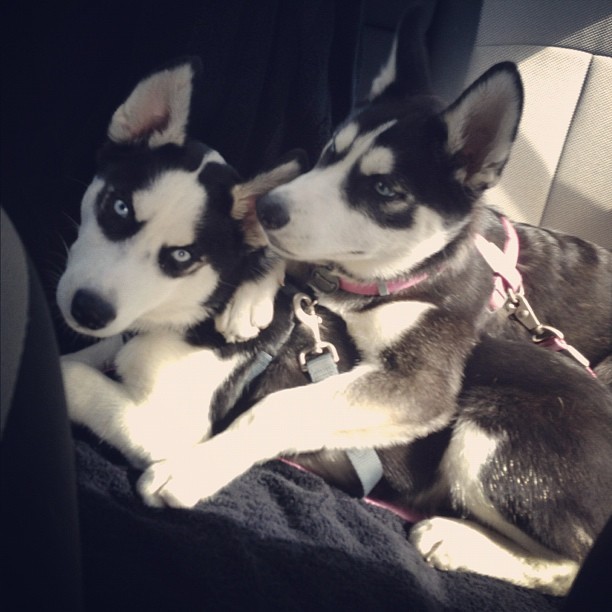 huskyhuddle:  The Wonder Twins, the first year as requested by anon :)Unfortunately
