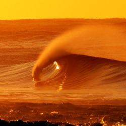 wslofficial:  Orange beauty.Photo by Grant Sproule