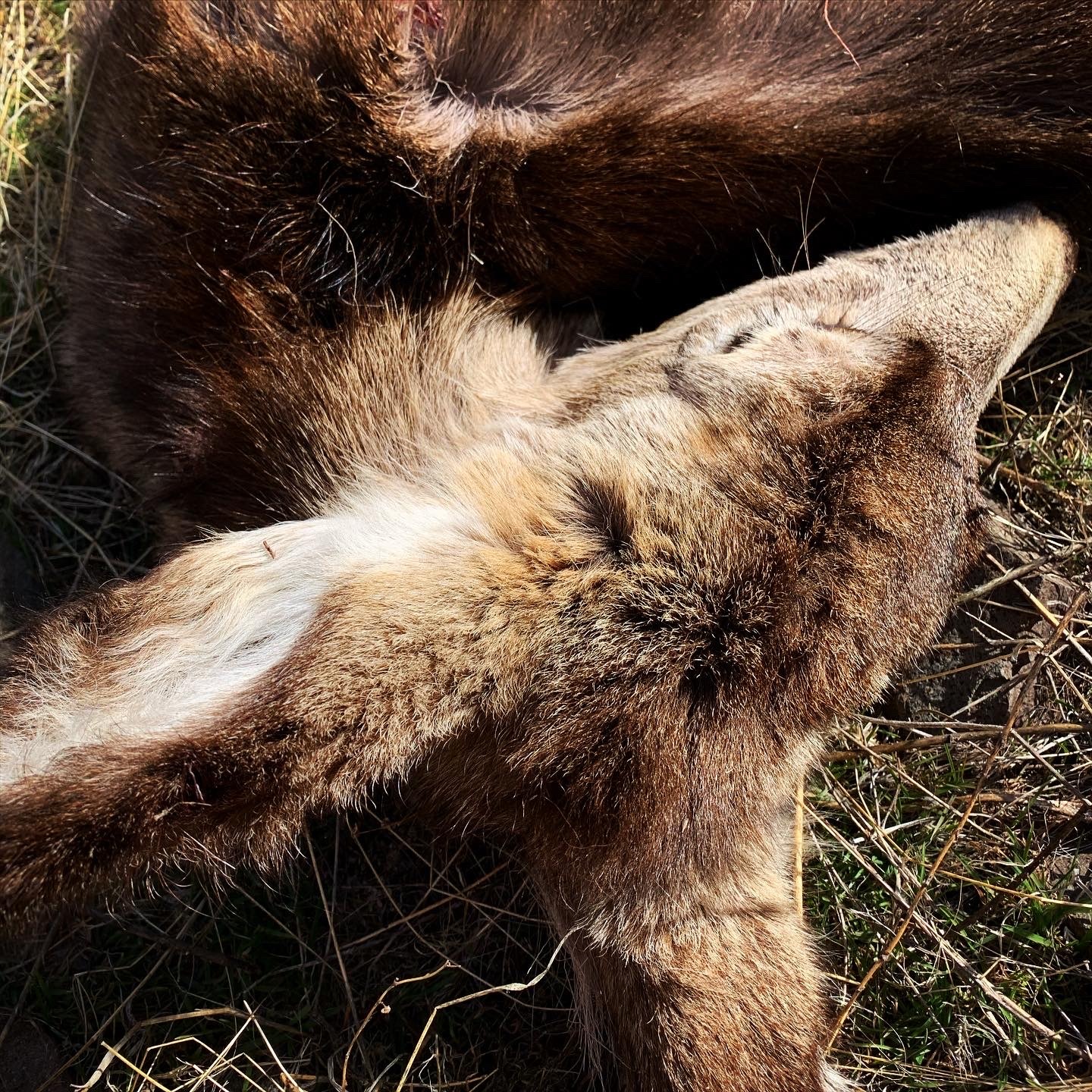 wildernesswanderess:Nature is cruel but also beautiful 🦌💀