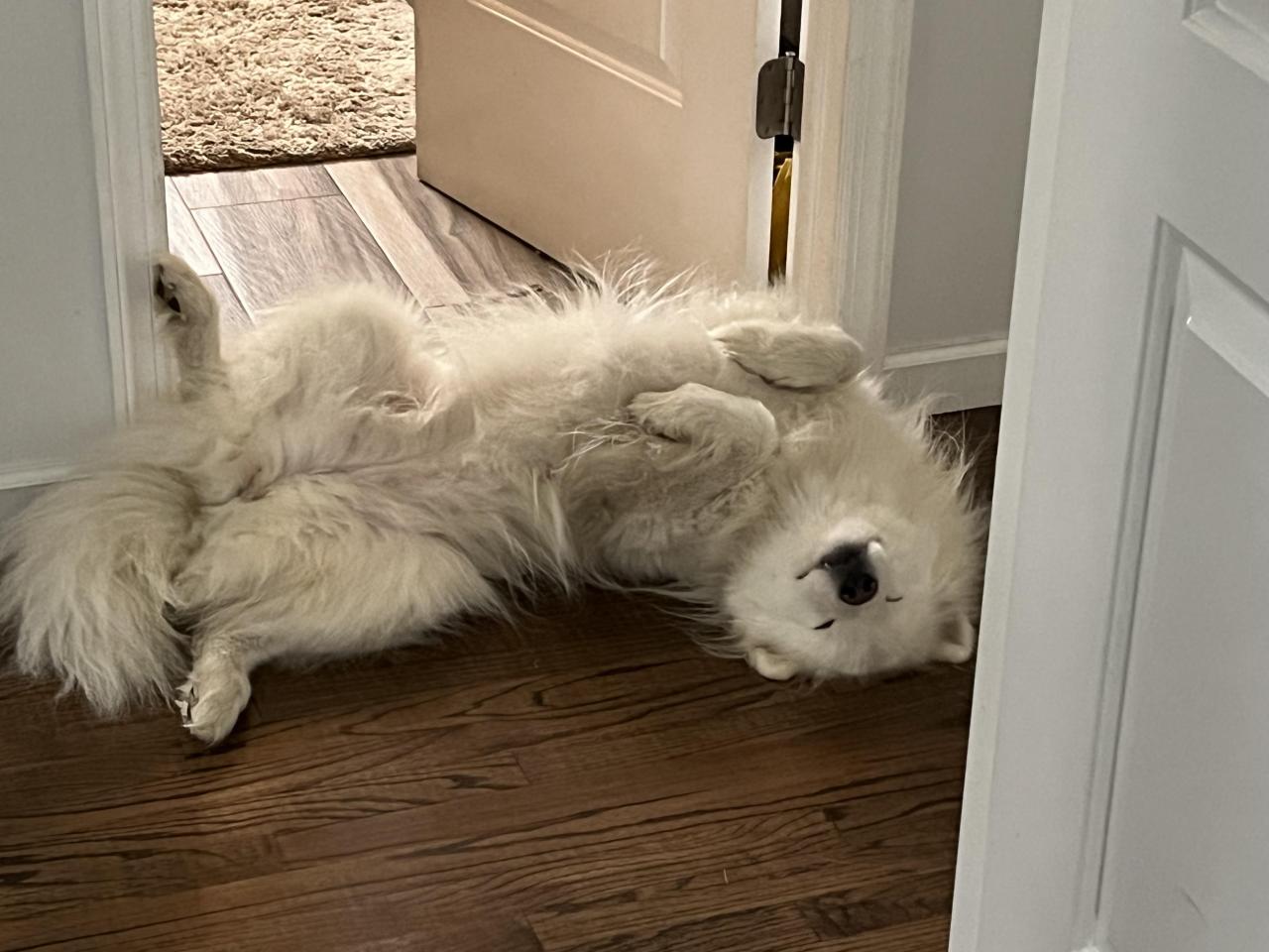 Samoyed Owners; what are some of your favorite cleaning methods?