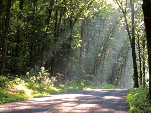 geopsych: The air was so full of water that sunbeams were lighting it up.