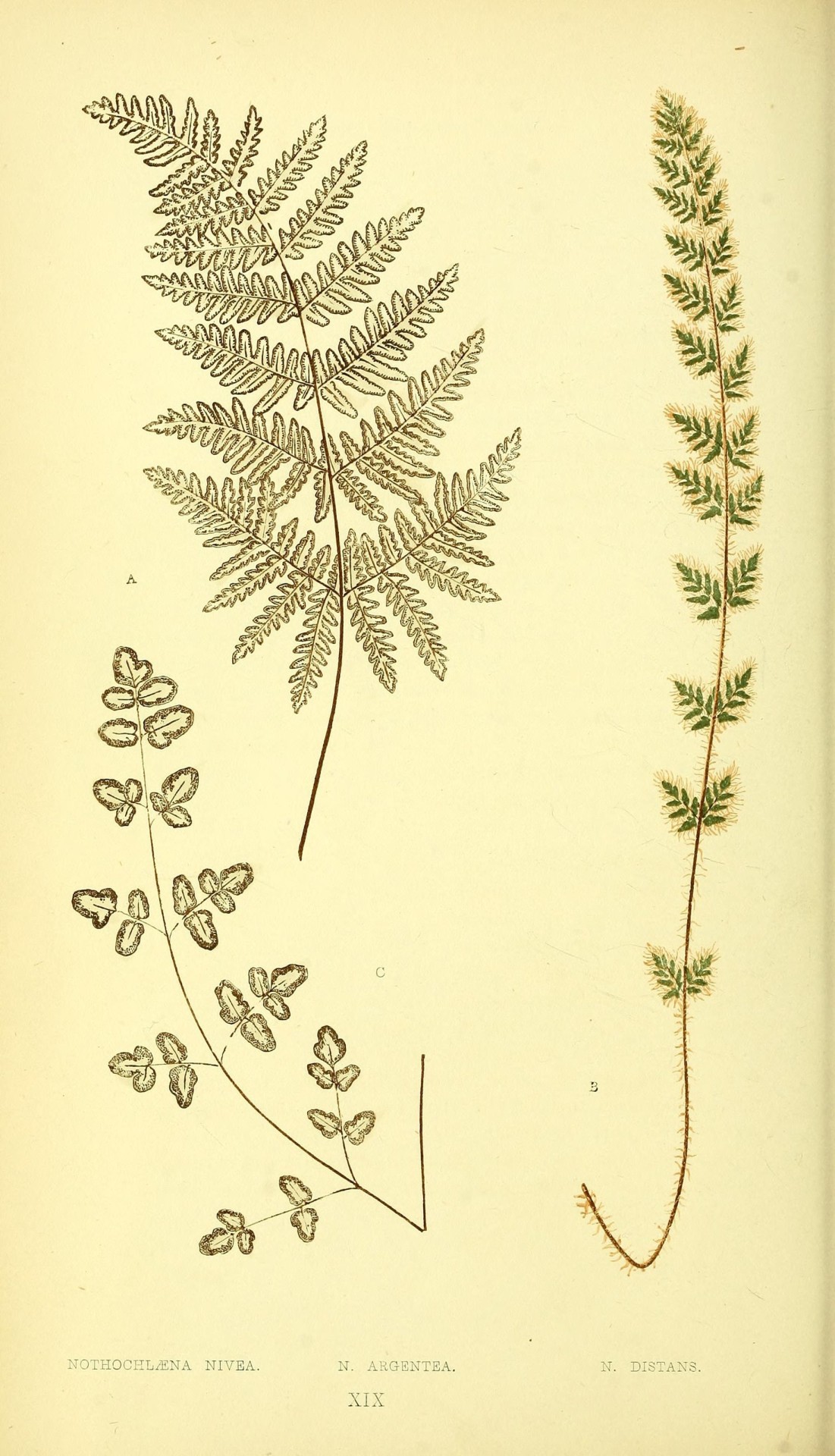 🌿 Ferns: British and exotic. .
London, Groombridge and Sons, 1856-60.