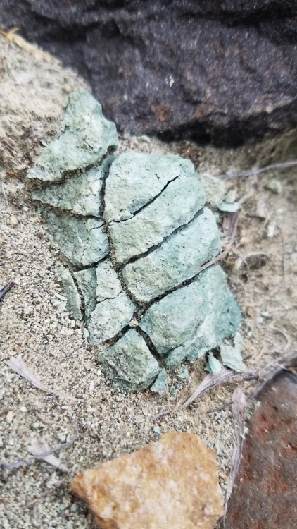 marandart:Some of my favorite finds at the John Day Fossil Beds.