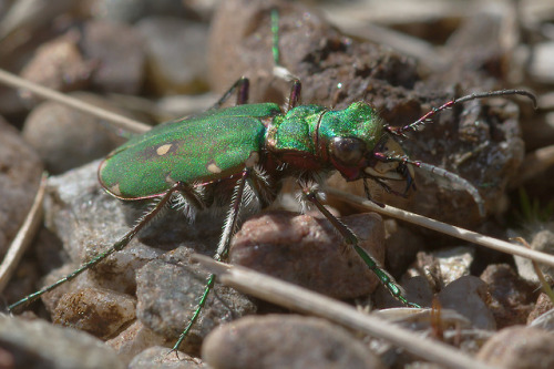 A tiger beetle - Cicindela campestris - enjoying the May sunshine.