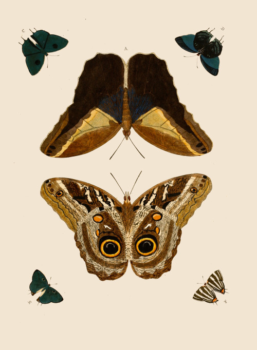 The Beauty Of Moths