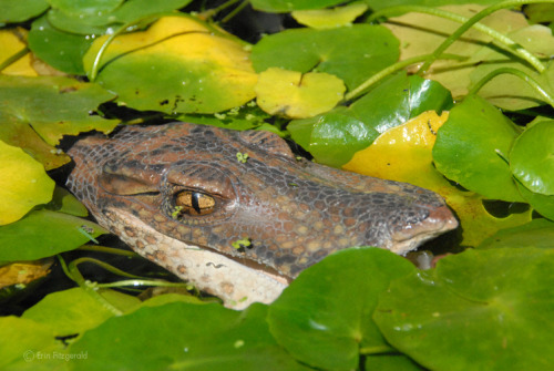 Anatosuchus (Duck Croc) by Erin Fitgerald