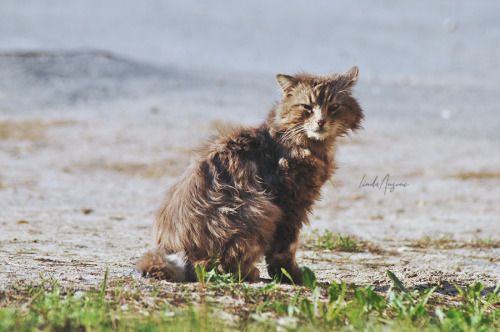 street cats