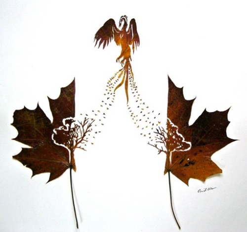 Delicate Leaf Cuttings By Omid  Asadi