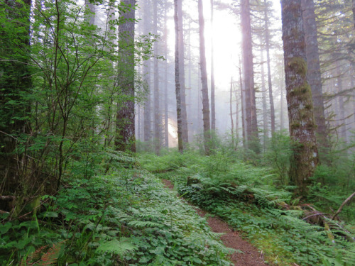 Mount Hebo Trail by yunckette