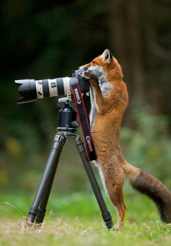 everythingfox:  Can He Take My Picture?