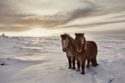 melodyandviolence: Icelandic horses by  Gigja Einarsdottir  