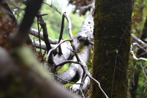 Parque Oncol, Selva valdiviana