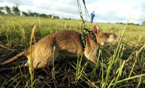 In former battlefields in Africa they are using trained rats to sniff out mines and unexploded ordna