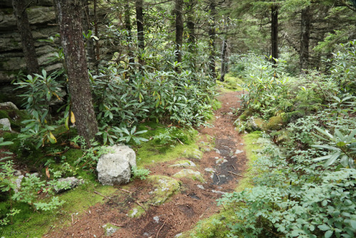 vandaliatraveler:Moss, lichen, Pottsville sandstone, quartz, and gnarly red spruce: an ancient and p